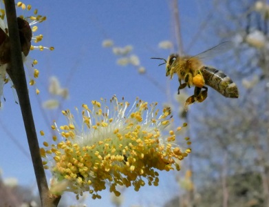 Biodiversität in der Region Jennerrsdorf