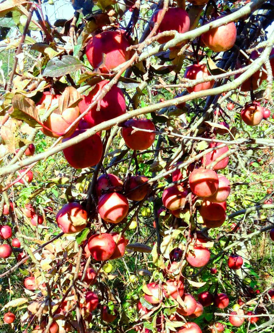 Streuobst im Naturpark Raab